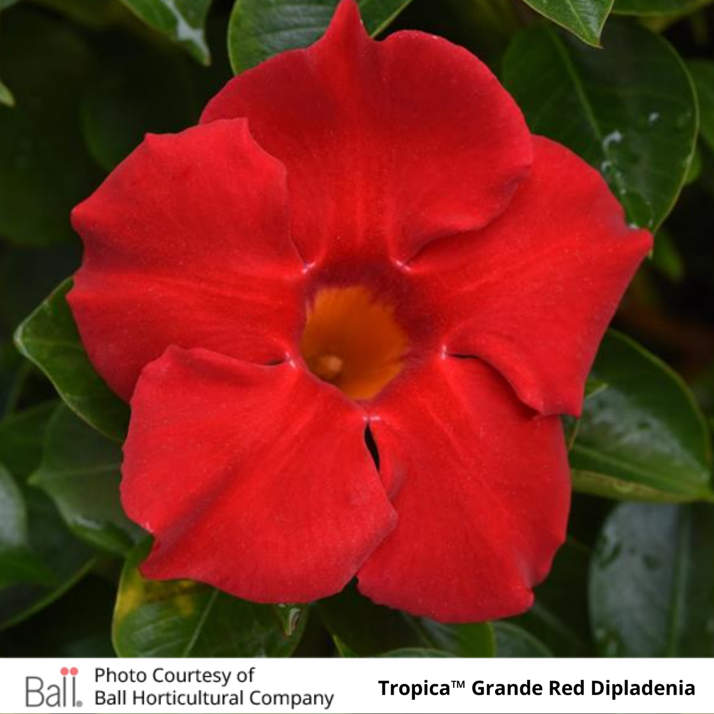Dipladenia Tropica™ Grande