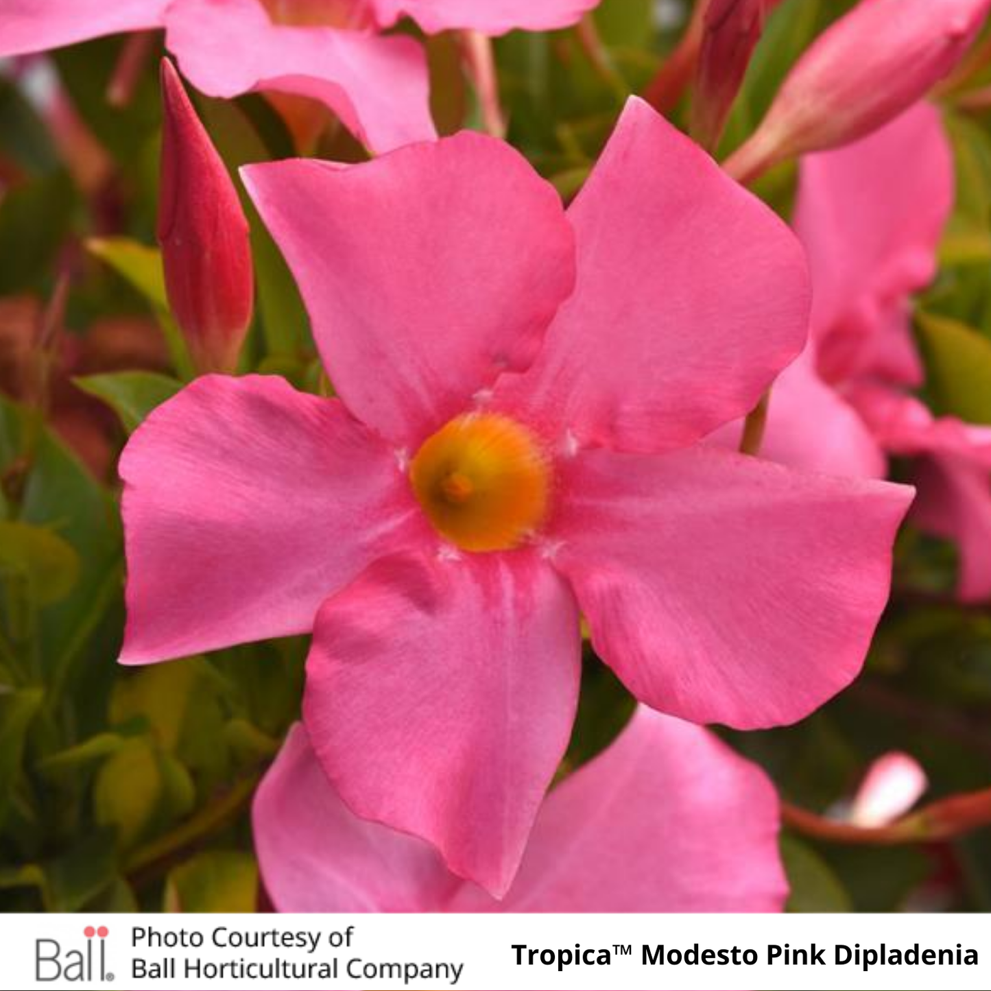 Dipladenia Tropica™ Modesto