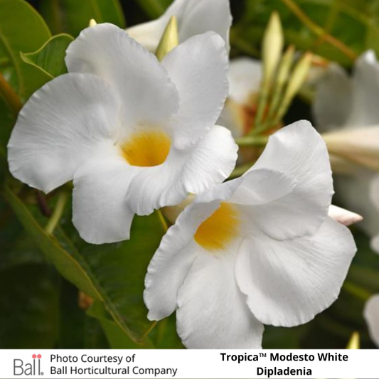 Dipladenia Tropica™ Modesto