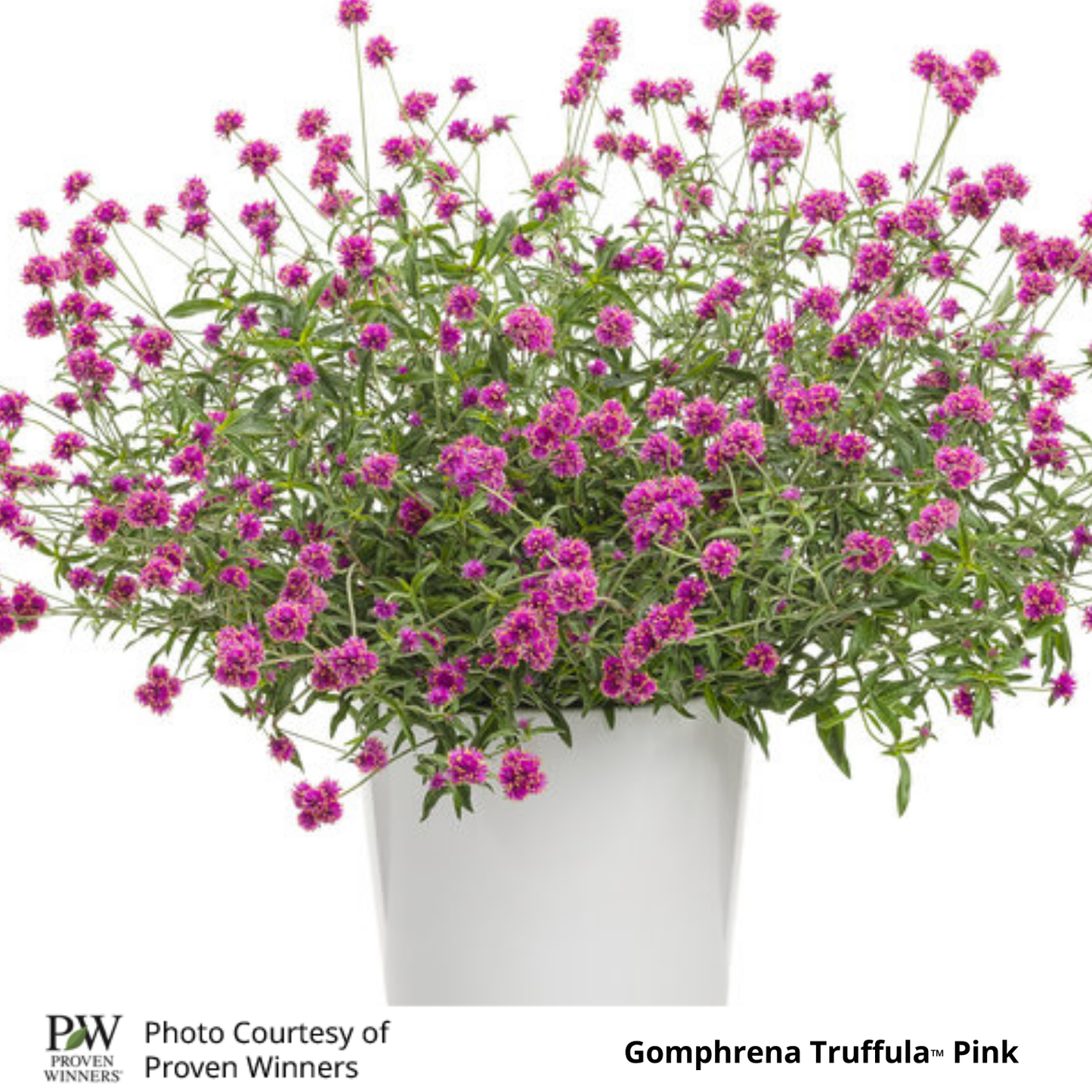 Gomphrena Truffula™