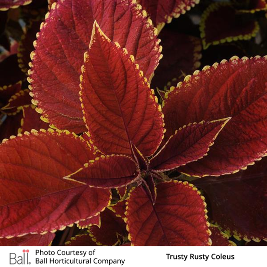 Trusty Rusty Coleus