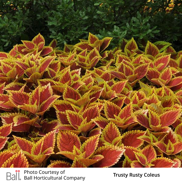 Trusty Rusty Coleus plants with orange and yellow leaves in a garden setting.