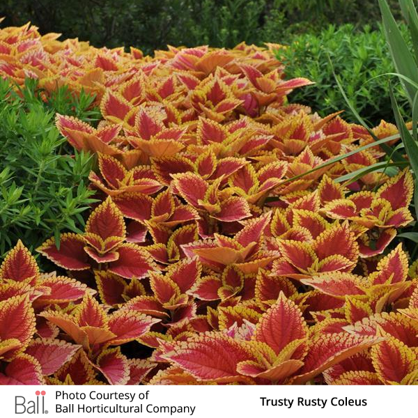Trusty Rusty Coleus plants with red and yellow leaves in a garden setting.