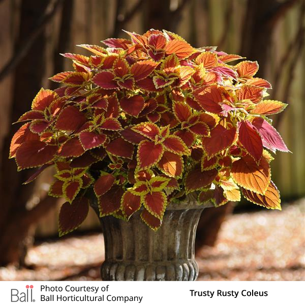 Potted Trusty Rusty Coleus
