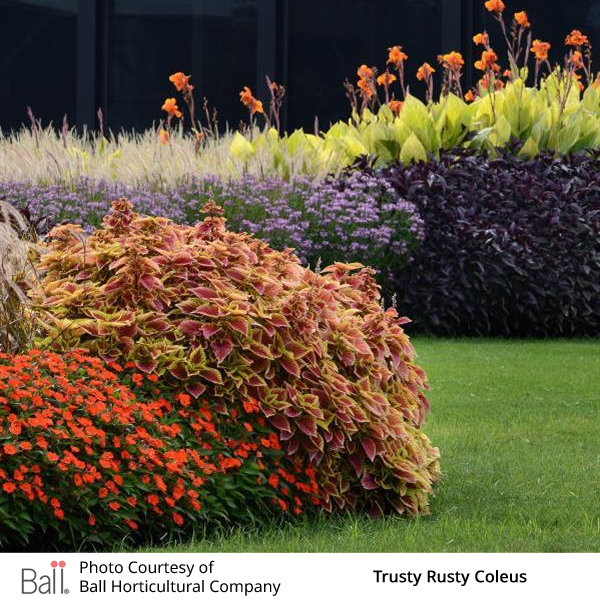 Colorful Trusty Rusty Coleus in a garden setting with Sunpatiens and Cannas