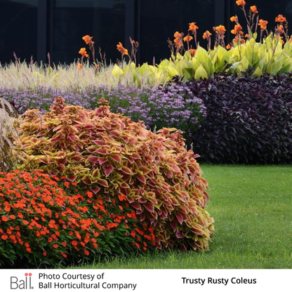 Colorful Trusty Rusty Coleus in a garden setting with Sunpatiens and Cannas