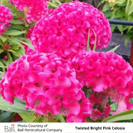 Twisted Bright Pink Celosia
