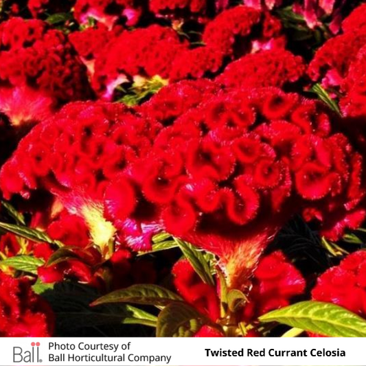 Twisted Red Currant Celosia