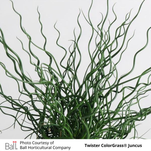 Grass Juncus Twister ColorGrass®