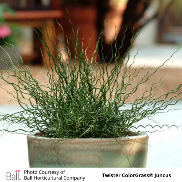 Grass Juncus Twister ColorGrass®