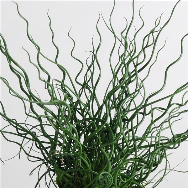 Grass Juncus Twister ColorGrass®
