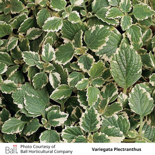 Swedish Ivy Plectranthus