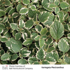 Foliage