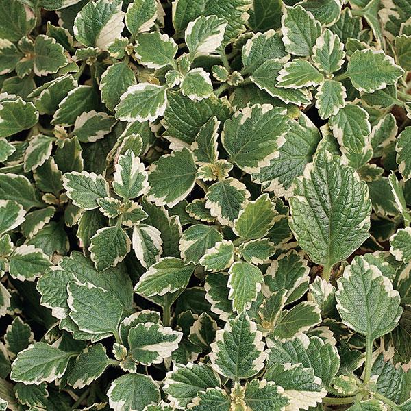 Swedish Ivy Plectranthus