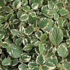 Foliage