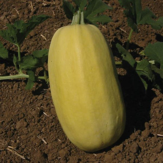 Squash Spaghetti