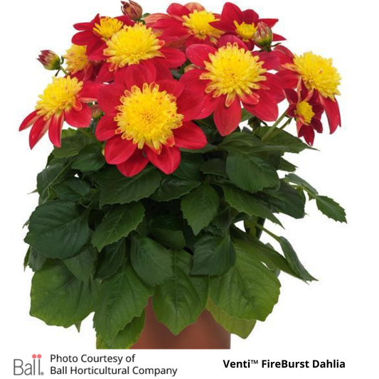 Venti™ Dahlia