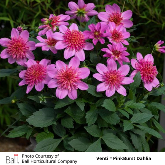 Venti™ Dahlia
