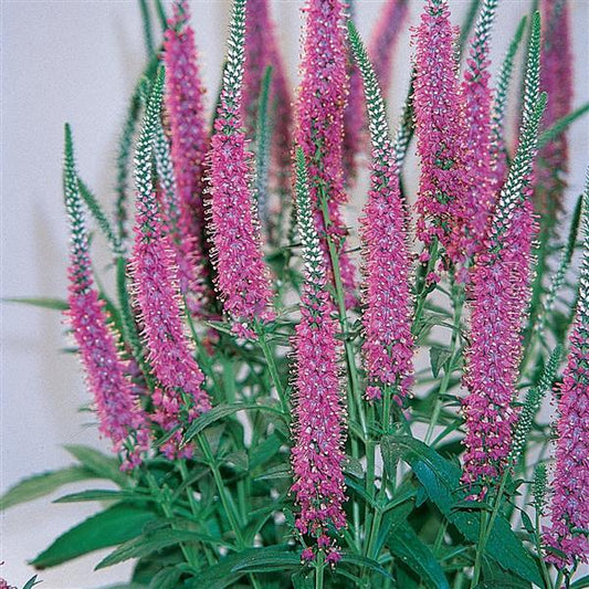 Veronica Red Fox