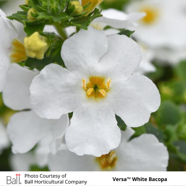 Versa White Bacopa