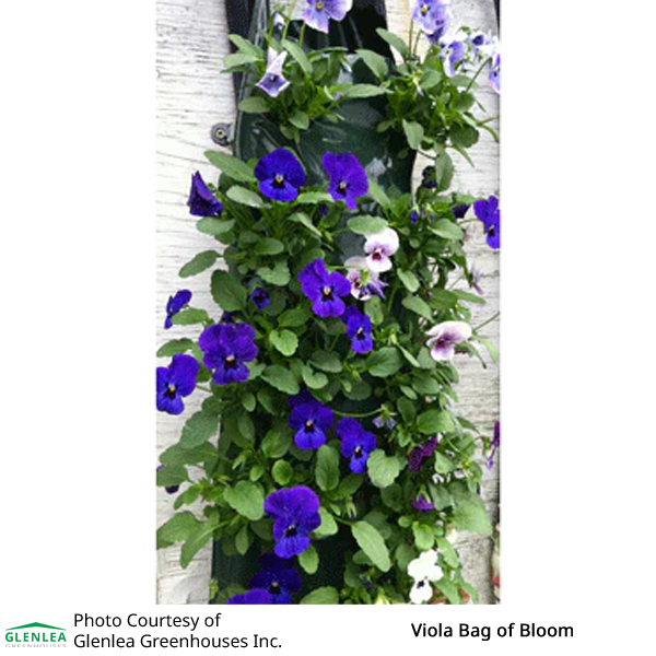 Viola Bag of Bloom