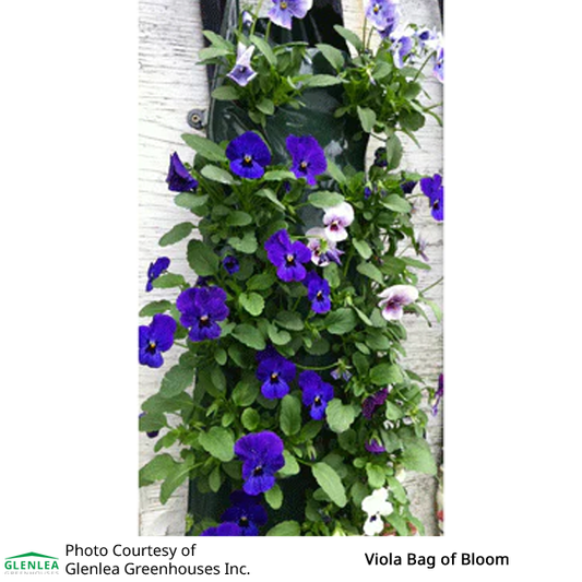 Viola Bag of Bloom