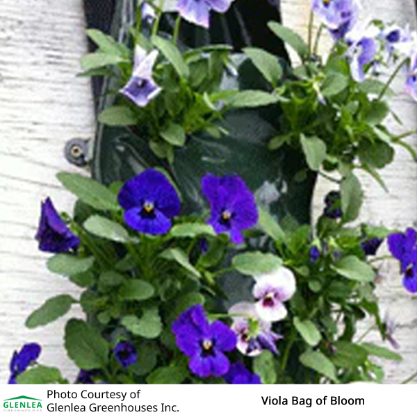 Viola Bag of Bloom