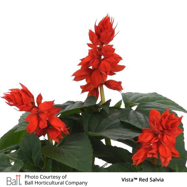 Vista Red Salvia