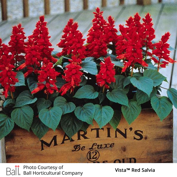 Vista Red salvia flowers in a wooden planter
