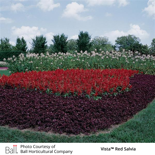 Vista Red Salvia