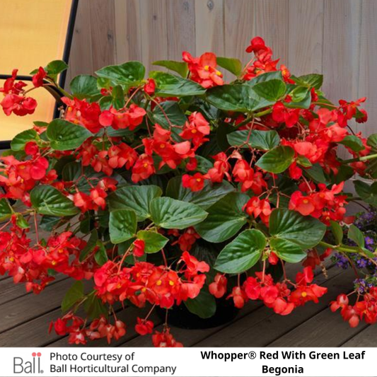 Begonia Whopper®