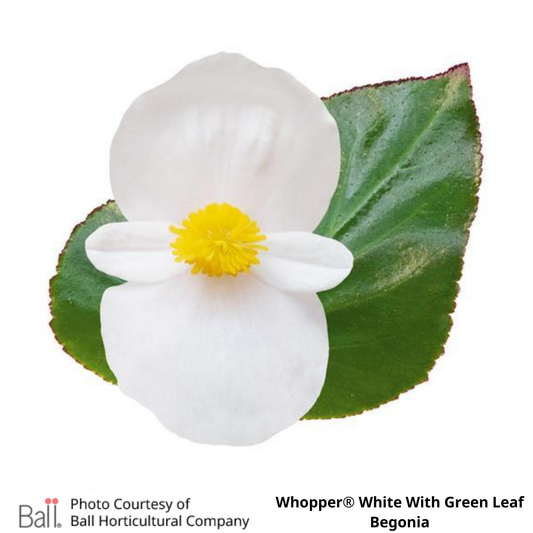 Begonia Whopper®
