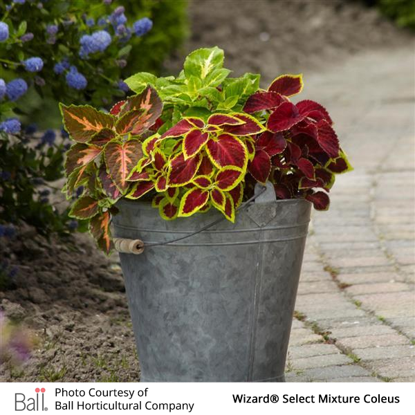 Metal bucket with a colorful mix of coleus plants on a garden path