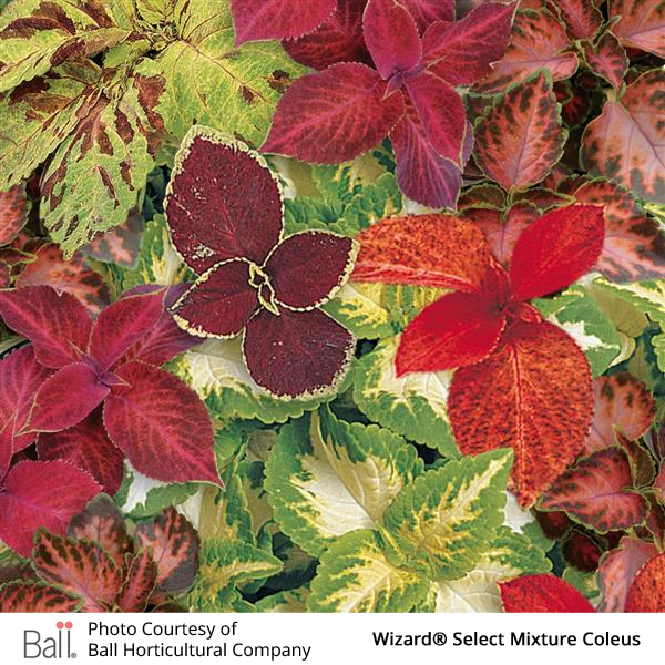 Colorful coleus plants with a mix of different red and green leaves.