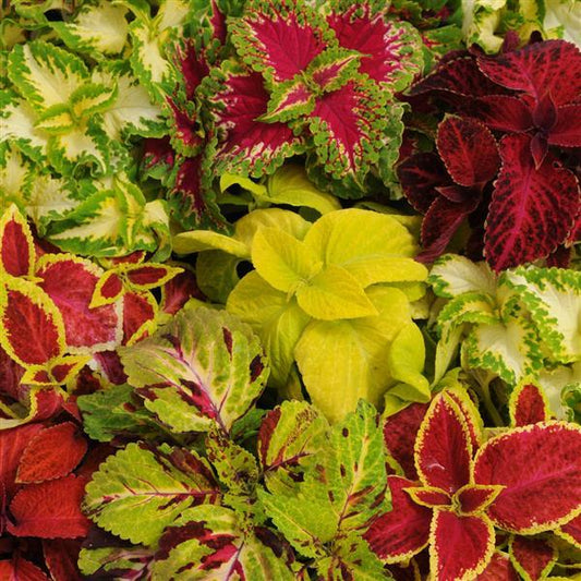 Coleus Wizard® Pack