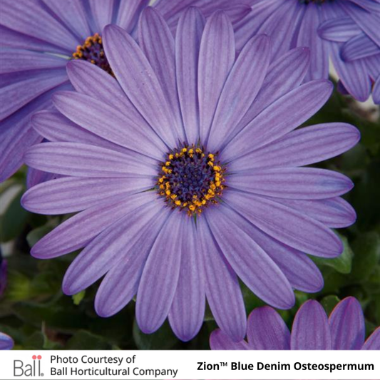 Osteospermum Zion™