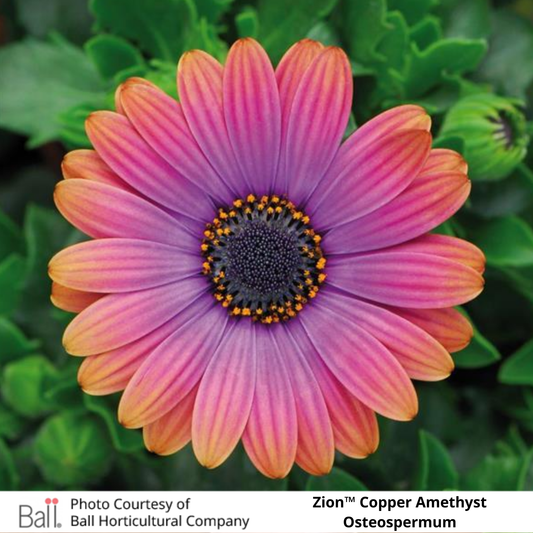 Osteospermum Zion™