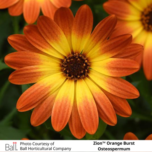 Osteospermum Zion™