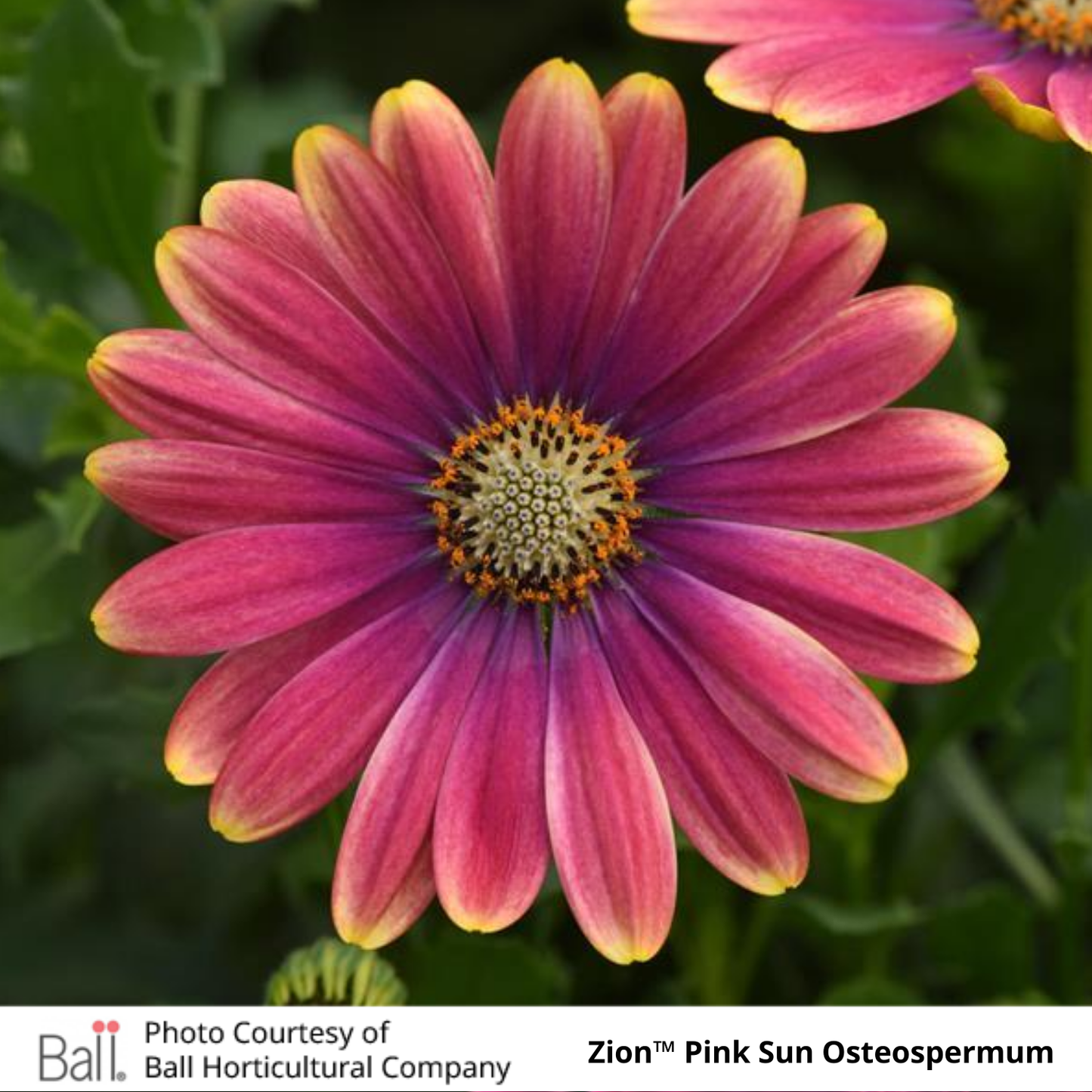Osteospermum Zion™