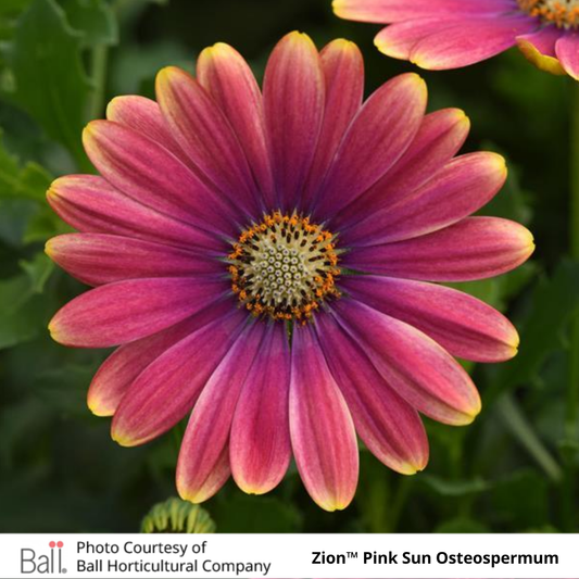 Osteospermum Zion™