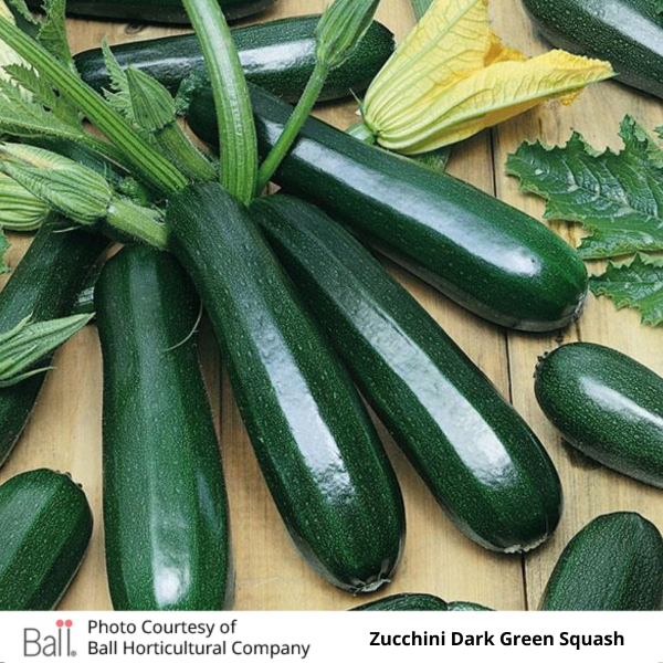 Zucchini