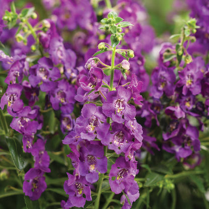 Angelonia Angelface®