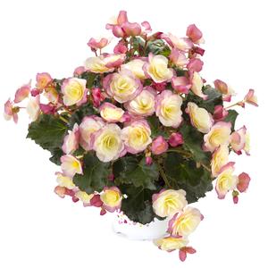 Glory Bicolor
