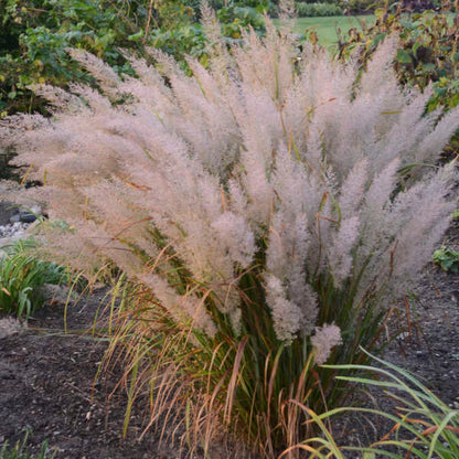 Korean Feather Reed Grass