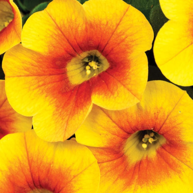 Calibrachoa Calitastic Raspberry Calibrachoa Calitastic – Glenlea Greenhouses