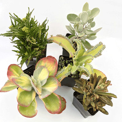 Kalanchoe Growers Choice