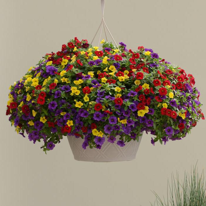 Mixed Annual Sun Hanging Basket