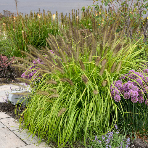 Grass Pennisetum PRAIRIE WINDS® Lemon Squeeze – Glenlea Greenhouses