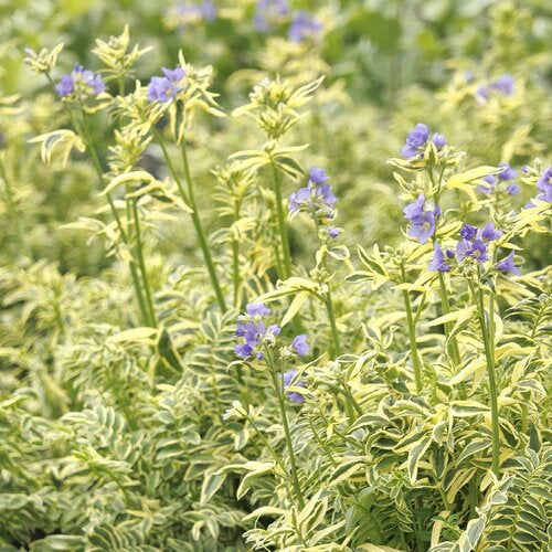 Polmonium