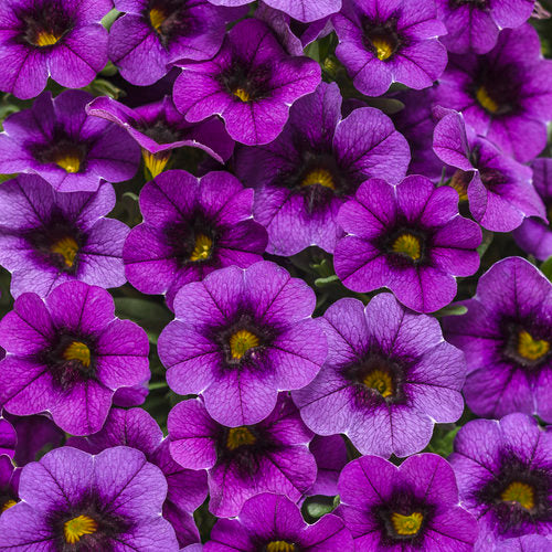 Calibrachoa Superbells ®